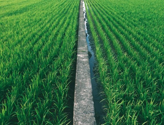 we specialize in sourcing, processing, and exporting the finest varieties of Basmati and non-Basmati rice.