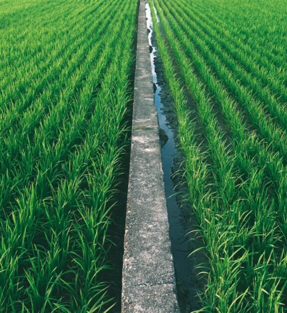 we specialize in sourcing, processing, and exporting the finest varieties of Basmati and non-Basmati rice.