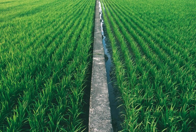 we specialize in sourcing, processing, and exporting the finest varieties of Basmati and non-Basmati rice.