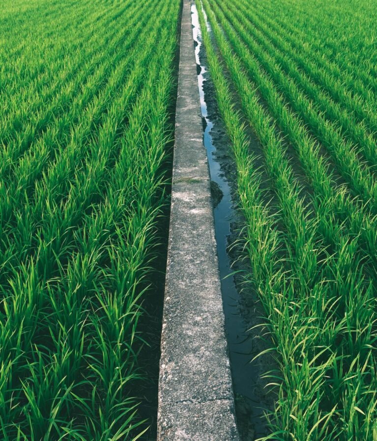 we specialize in sourcing, processing, and exporting the finest varieties of Basmati and non-Basmati rice.