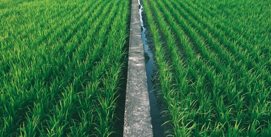 we specialize in sourcing, processing, and exporting the finest varieties of Basmati and non-Basmati rice.