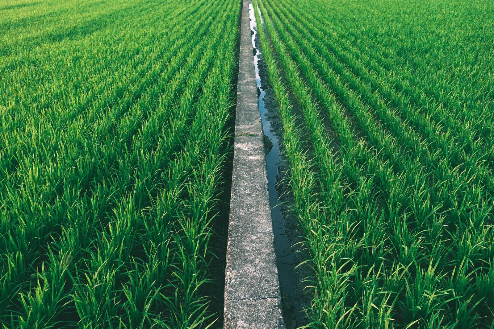 we specialize in sourcing, processing, and exporting the finest varieties of Basmati and non-Basmati rice.